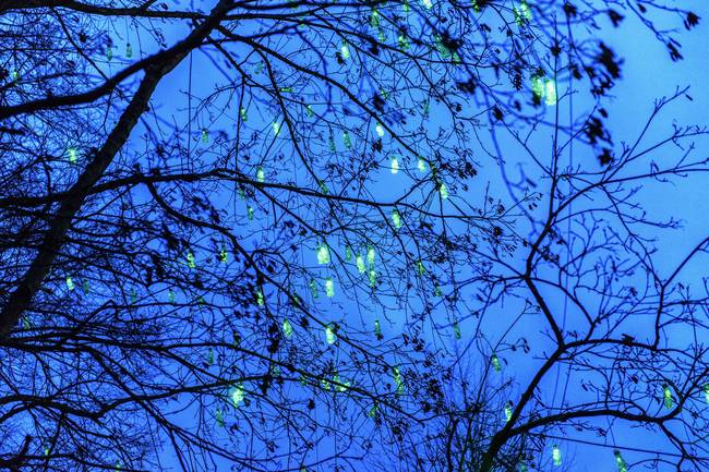 Fireflies Lüneburg